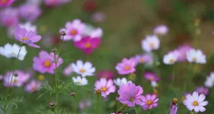 Mastering and Interpreting the Language of Smiling Flowers (Exploring the Emotional Expression of Flowers Themed Around Smiles)