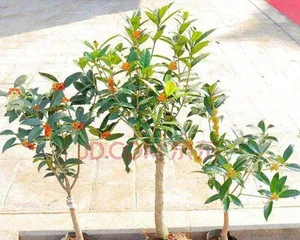 Choose the right pot to make osmanthus pot plants healthier (How to choose the right pot?)