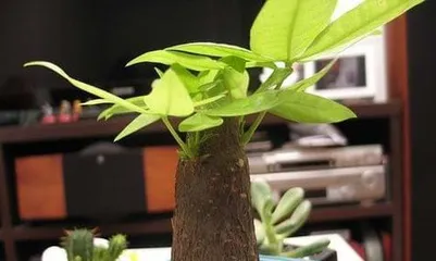 How to scientifically water the Money Tree? How often is the most appropriate to water it?