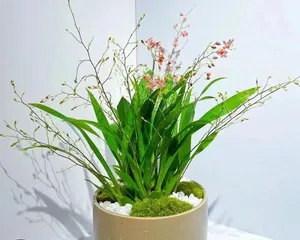 Dancing Orchid Water Culture Management Techniques (To keep dancing orchids in water, do these to make them more beautiful)
