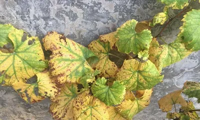 Methods for Protecting Grape Seedlings in Winter (How to Avoid Grape Seedling Death in Winter?)