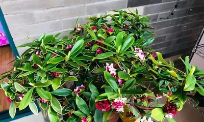 What kind of flowers and plants are suitable for planting in Beijing in winter? What flowers and plants are suitable for planting in winter?