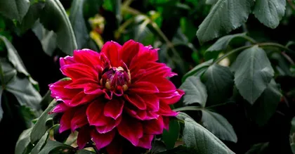 Dahlia - China's National Flower (Exploring the history, characteristics, and cultural connotations of the dahlia)
