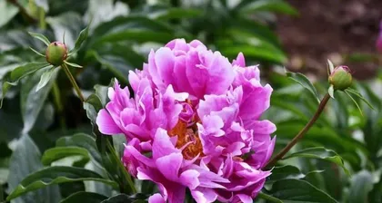 Detailed Care and Management Methods for Peonies (Unveiling What Peonies Love and Fear)