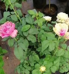 Advantages and Disadvantages of友禅 Roses (Beauty in Bloom and Care Challenges Coexist)