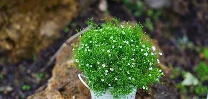 Care Methods for满天星盆栽详解 (Simple and Easy, Let You Easily Create a盆栽 Garden)
