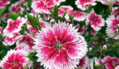 The五彩石竹 is a perennial plant, easy to cultivate and learn (understanding the growth characteristics of the五彩石竹, easily cultivate beautiful flowers)