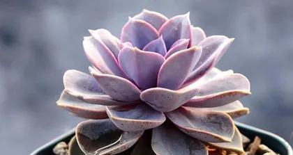 The potting time for Echeveria 'Purpurata' (Everything you need to know about repotting Purple Pearl)