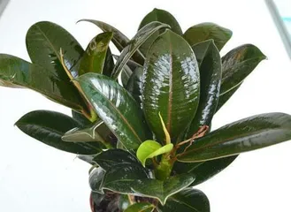The Secret to Growing Rubber Trees Indoors (Conditions for Rubber Tree Growth, Care Tips, and Precautions)