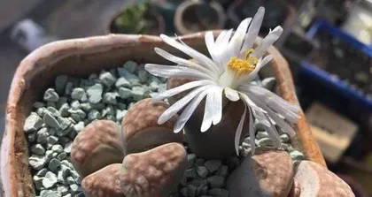 Growing and Caring for Lithops (Understanding the Sowing Time and Techniques of Lithops, Creating a Beautiful Stone Garden)