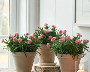 What kind of flowers are good for feng shui in the living room entrance (creating a pleasant living environment, attracting wealth and good luck)