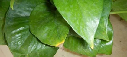 What should I do if the leaves of pothos are wilting? What are the solutions?