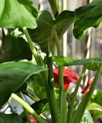 Is the fragrance of calla lilies toxic? - Unveiling the truth about calla lilies (understand the toxic components and hazards of calla lilies, avoid the risk of accidental ingestion)