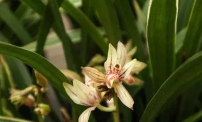 The Amazing Effects of Diluted Saltwater (How to Use Diluted Saltwater to Water Orchids Correctly for Them to Grow Stronger?)