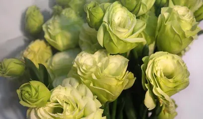 Exploring the Fragrance of Platycodon Flower (Discussion on the Characteristics and Fragrance of Platycodon Flower)