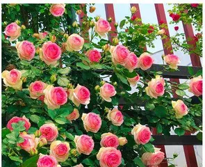 Discover the growth habits of the Powder Dragon rose (Let's learn about this beautiful shrub plant)