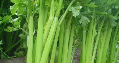 What vegetables are suitable to plant in February? How to create your own "vegetable garden"?