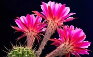 The Nutritional Value of Cactus Flowers (Exploring the Edible Value and Health Benefits of Cactus Flowers)