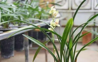 Indoor Orchid Watering Techniques (Master the Frequency of Watering to Keep Orchids Healthy)