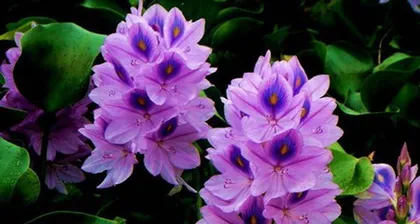 Notes on indoor care of Eichhornia crassipes (Understanding the toxicity and care methods of Eichhornia crassipes)