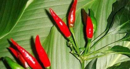 Discover the origin and propagation of chili seeds (understanding the formation process and reproduction methods of chili seeds)