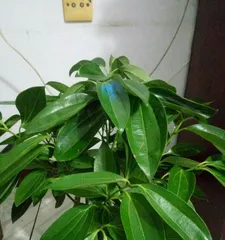 How to help the Chinese Camphor Tree have a good winter? (Protect the healthy growth of the Chinese Camphor Tree)