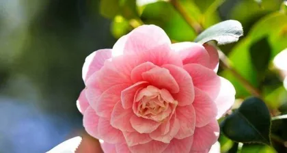 Blooming in Spring, a Colorful Sea of Flowers – A Guide to Flower Appreciation (Discover the Top 10 Spring-Blooming Flowers and Explore the Ocean of Flowers Together)