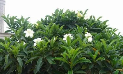 African Jasmine Cultivation Methods and Precautions (The Key to Creating a Beautiful Garden - African Jasmine Cultivation)