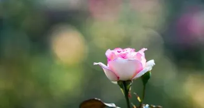 The Flower of Freedom (Using Flowers to Convey the Power of Freedom)