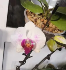 Care methods after the orchid blossoms (How to keep the orchid healthy and beautiful)