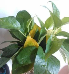 What should I do if the leaves of my pothos are wilting? How should I handle it when I encounter wilting leaves on my pothos?