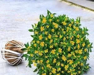 How to graft osmanthus trees? (Master grafting techniques to make osmanthus trees healthier and stronger)