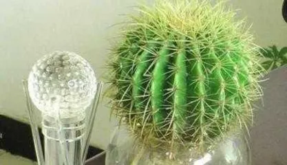 Cacti's Flowering Time and Methods (How to Make Your Cactus Blossom Full Branches?)