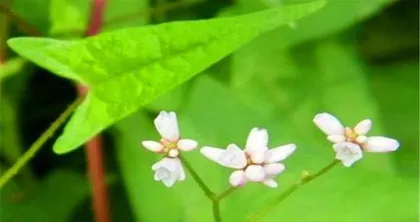The inflorescence type of apple——umbel inflorescence (Exploring the flowers and fruits of apples)