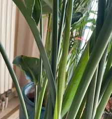 Care methods after repotting Birds of Paradise (How to water Birds of Paradise? Precautions for watering!)