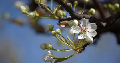 The colorful plum blossoms, ancient and modern legends, and profound meanings of plum blossoms