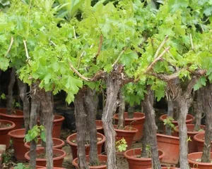 The Joy of Planting Grapevines at Home (Creating a Private Winery, Enjoying the Pleasure of Tasting Fine Wine)