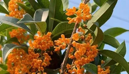 Deepen your understanding of osmanthus blooming time and flowering period (explore the season and characteristics of osmanthus blooming, and experience the beautiful fragrance)