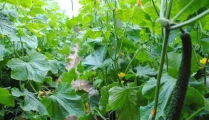 How to properly prune and pinch cucumbers? How to make cucumbers grow healthier and more vigorously?