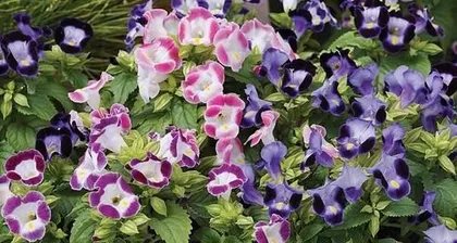 How to Care for Xiaojin (Essential Skill for Creating a Charming Garden)