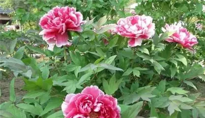 How to plant peonies? (Peony planting time, location, and techniques)