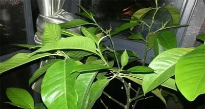 Why are the leaves of the Michelia alba turning yellow? (Analysis of the causes and solutions for yellowing Michelia alba leaves)