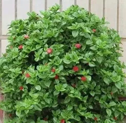 Does the peonies吊兰 prefer sun or shade? (Analyzing the cultivation habits and light requirements of the peonies吊兰)