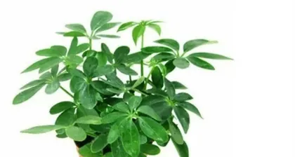 Do you know that shops display these plants for good fortune? (Make your shop vibrant and full of good luck!)