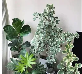 Plant Fashion Outfit Guide (Exploring the Wonderful World of Wearable Plants)