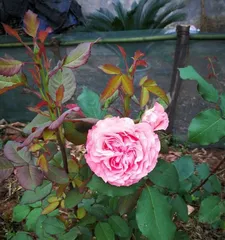 Coral Jelly Rose – an elegant climbing plant (Exploring the growth characteristics and cultivation techniques of Coral Jelly Rose)