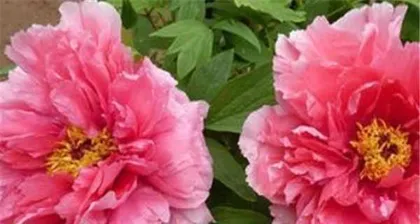 The Sowing Time and Techniques of Peony Seeds (Master the correct sowing time to make peonies bloom more spectacularly and colorfully)