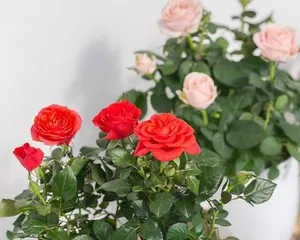 How to grow red roses? How to make red roses grow healthier and more beautiful?