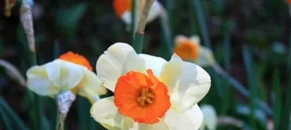 A Guide to Flower Care for Women Born in the Year of the Rooster (15 Marvelous Flowers to Enhance Beauty)
