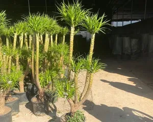Creating a Dracaena Tree Trunk Style: Step-by-Step Guide (From Pruning to Care, Making Your Dracaena a Coveted Gardening Piece)